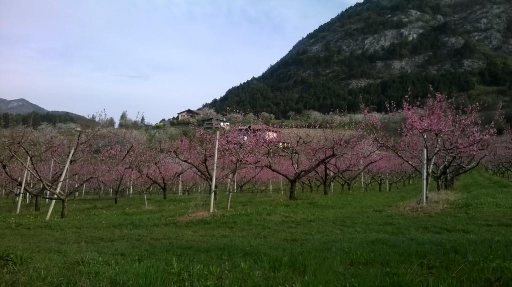 Casa Da Aldo Βίλα Castelfondo Εξωτερικό φωτογραφία